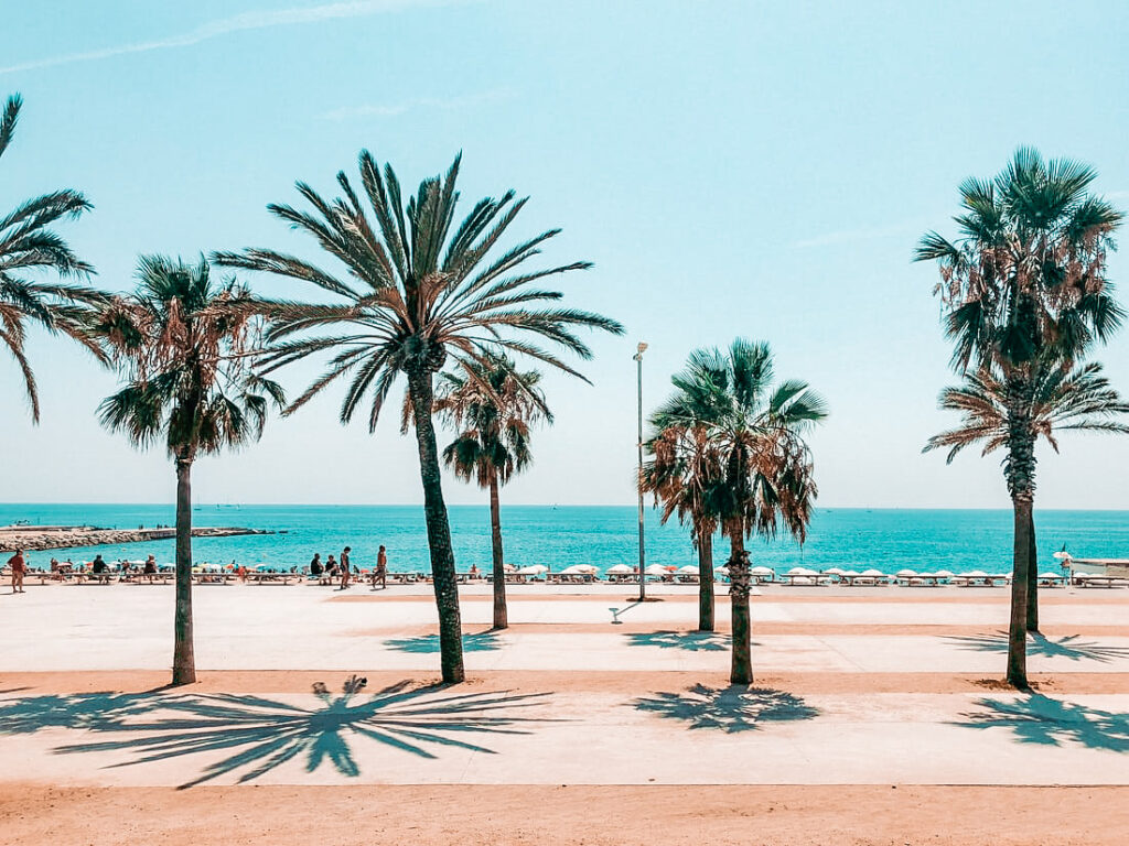 A beautiful photo of La Barceloneta beach promenade with tall palm areas and the sea in the background.