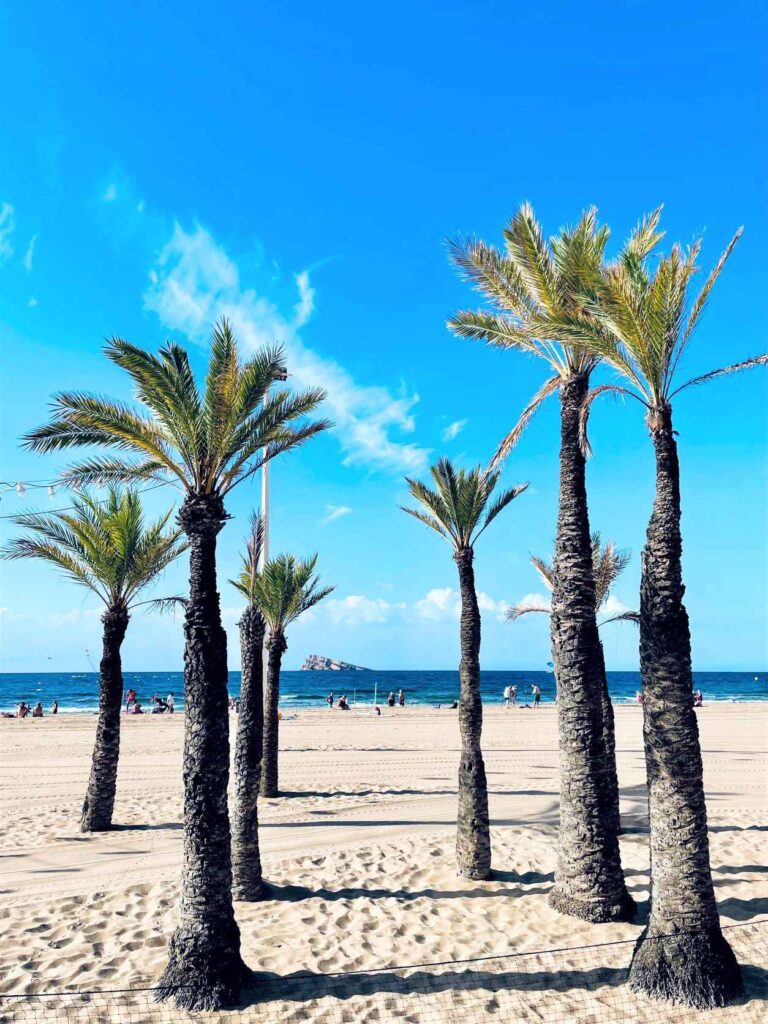 golden sandy beach with tall palm trees and the sea in the distance