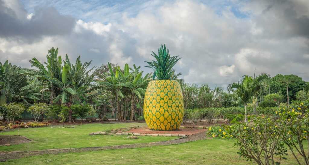 Large concrete yellow and geren pineapple sitting on the grounds of a pineapple plantation