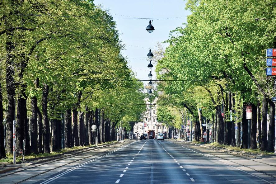 Wide Road with green trees on either side during day time