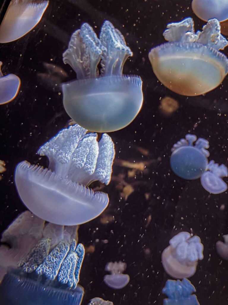 white jellyfish swimming in water