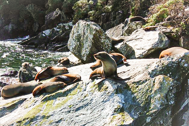 seals laying on brown rock during day time