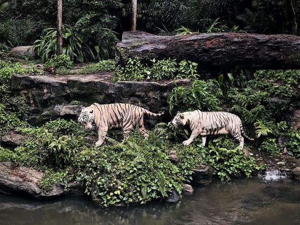 white and black tigers on water with plants around