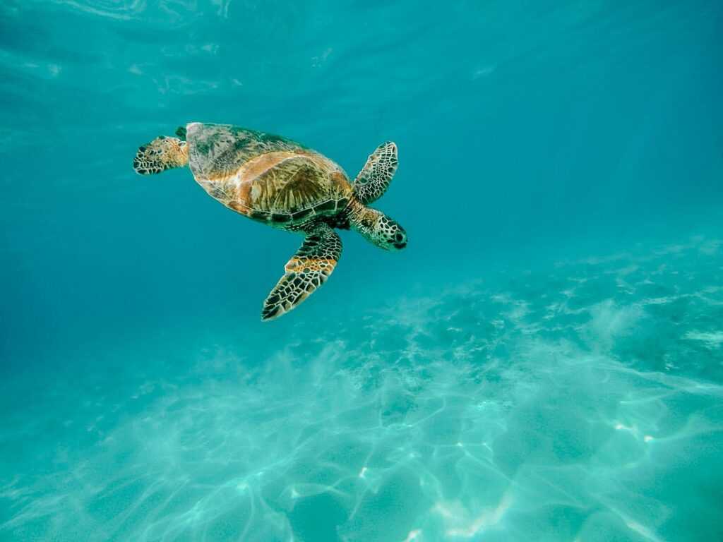 beautiful turtle swimming in turquoise waters. 