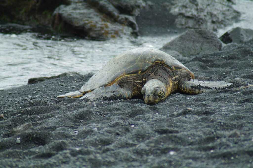 grey turtle laying on black sand of the beach during day time. One of the best free things to do in Oahu