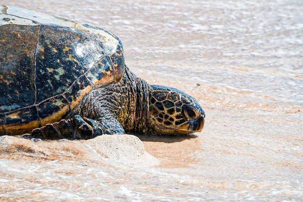 green sea turtle laying on the sand of the beach during day time. One of the best  places to visit in Oahu