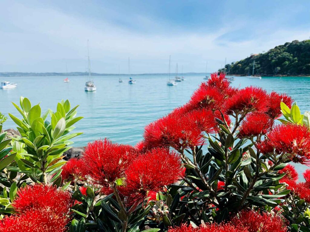 red flowers and green leaves with sea in the distance and boats on the water