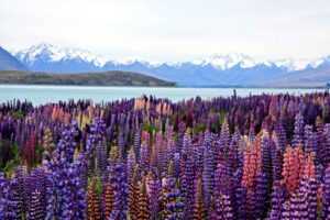 beautiful lavender field infront of body of water and mountains during daytime