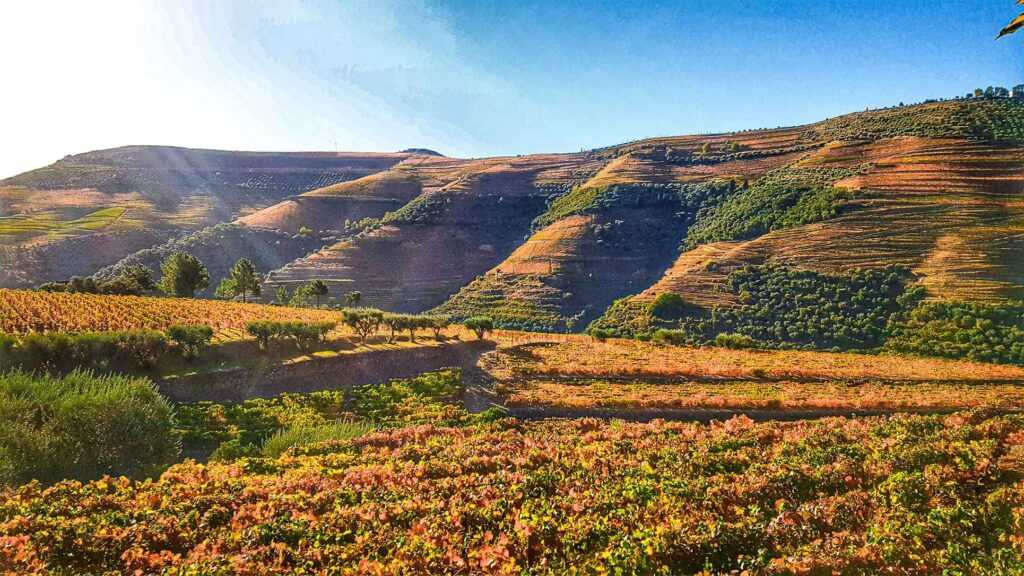 Fall colored grass and leaves and mountains during daytime