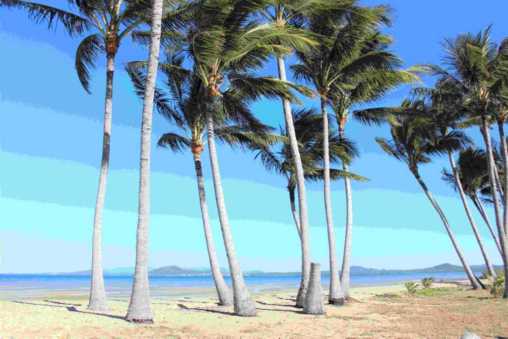 Palm Trees on a beach during day time