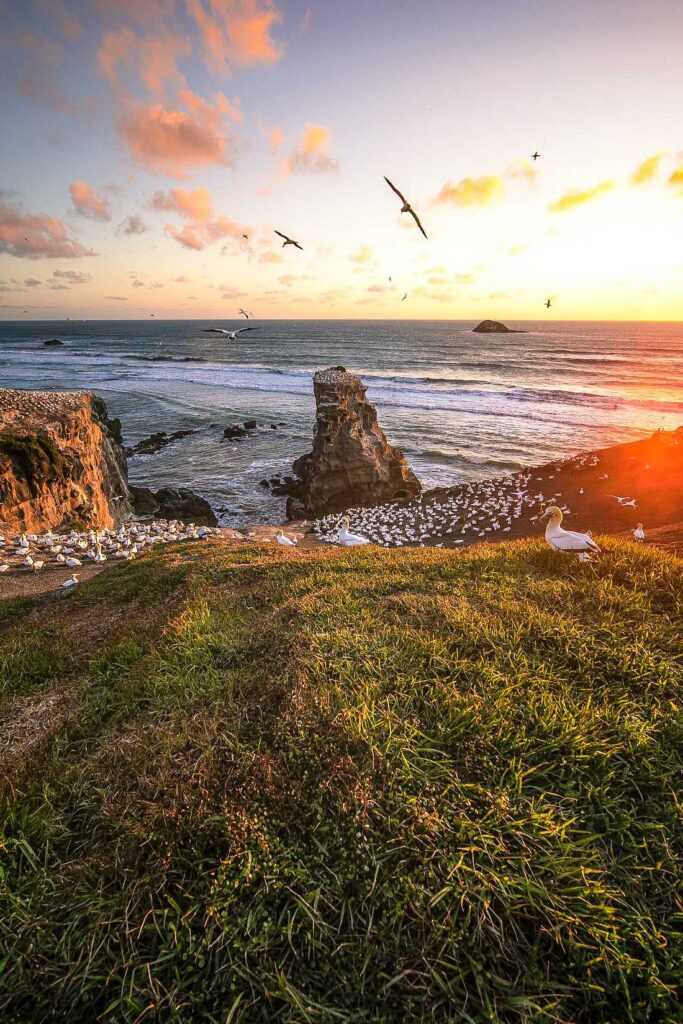 Birds on a mountain facing the sea during sunset