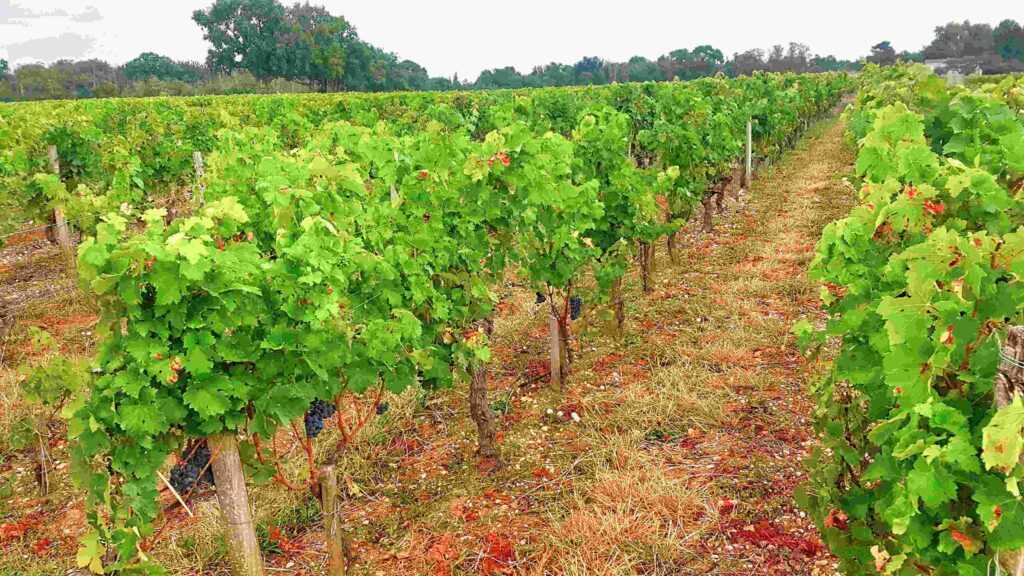 beautiful vineyard during daytime