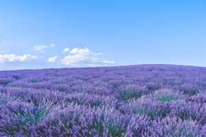 purple lavender field during day time