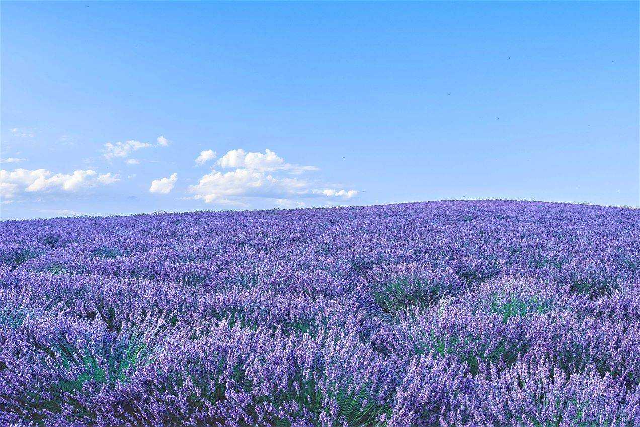 purple lavender field during day time