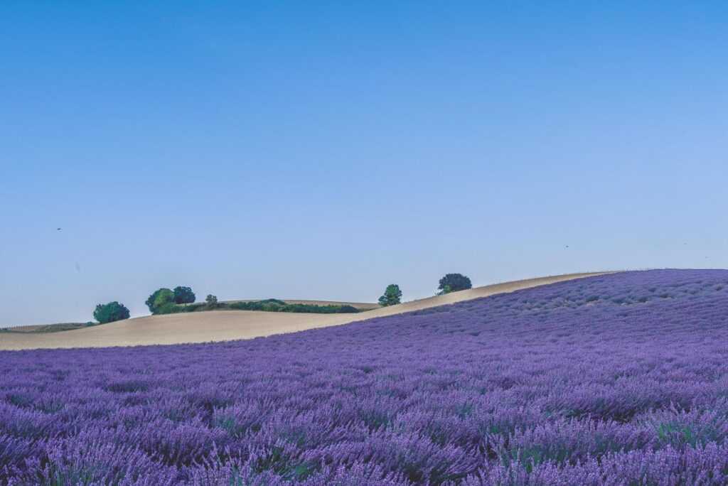 Beautiful Lavender Fields during daytime