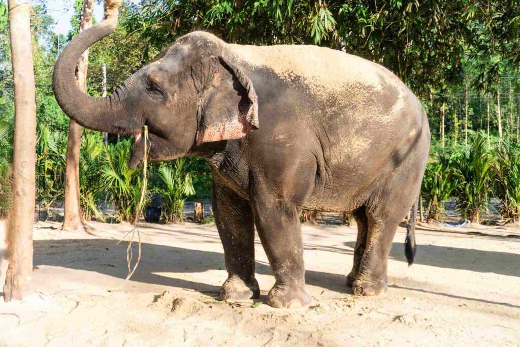 Beautiful grey-brown elephant standing on brown ground amongst trees during daytime